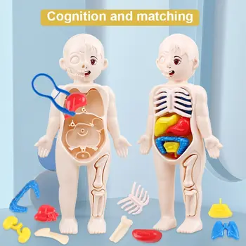 Сборка человеческого тела своими руками, 3D Головоломка, Анатомическая модель, учебный процесс, Игрушки для сборки органов, Образование органов тела для детей